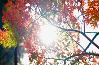 Autumn warm sun. Original public domain image from Wikimedia Commons