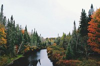 A calm river runs through a forest of green, yellow, and orange trees. Original public domain image from Wikimedia Commons