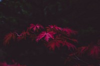 Red leaves, New Forest National Park, United Kingdom. Original public domain image from Wikimedia Commons