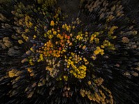 A drone shot of yellow and orange treetops in Silverthorne. Original public domain image from Wikimedia Commons