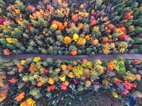 A drone view of the trees changing colors during Autumn in Grayling, Michigan, United States. Original public domain image from <a href="https://commons.wikimedia.org/wiki/File:Aerial_view_of_a_forest_road_(Unsplash).jpg" target="_blank" rel="noopener noreferrer nofollow">Wikimedia Commons</a>