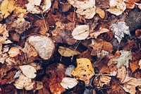 A closeup shot of a pile of leaves on the ground on top of rainwater. Original public domain image from Wikimedia Commons