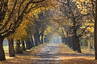 Autumn oak trees. Original public domain image from <a href="https://commons.wikimedia.org/wiki/File:Peter_Aschoff_2015_(Unsplash).jpg" target="_blank">Wikimedia Commons</a>