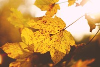 Autumn yellow leaf. Original public domain image from Wikimedia Commons