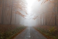 A foggy forest road in rural Elblag. Original public domain image from Wikimedia Commons