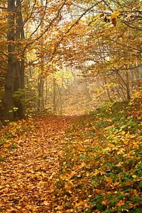 A trail through a forest in Harz covered with a thick layer of autumn leaves. Original public domain image from Wikimedia Commons