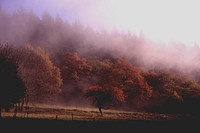 Orange-leaved autumn trees at the edge of a forest wreathed in a pink-hued mist. Original public domain image from <a href="https://commons.wikimedia.org/wiki/File:Pink_mist_over_orange_trees_(Unsplash).jpg" target="_blank" rel="noopener noreferrer nofollow">Wikimedia Commons</a>