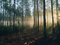 Illuminated woods. Original public domain image from Wikimedia Commons