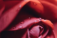 Macro shot of droplets on a red rose.. Original public domain image from <a href="https://commons.wikimedia.org/wiki/File:Red_rose_(Unsplash).jpg" target="_blank" rel="noopener noreferrer nofollow">Wikimedia Commons</a>