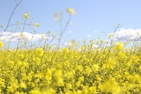 A field of blooming rapeseed under a blue sky. Original public domain image from Wikimedia Commons