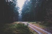 Dirt road to misty forest. Original public domain image from Wikimedia Commons