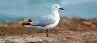 White seagull on the beach rock. Original public domain image from Wikimedia Commons