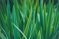 Green grass closeup. Original public domain image from Wikimedia Commons