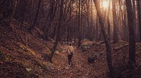 A woman walking through a forest in the afternoon. Original public domain image from Wikimedia Commons