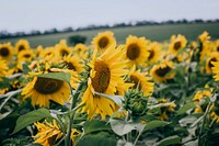 A field of blooming sunflowers on a cloudy day. Original public domain image from <a href="https://commons.wikimedia.org/wiki/File:Impressive_sunflowers_(Unsplash).jpg" target="_blank" rel="noopener noreferrer nofollow">Wikimedia Commons</a>