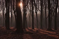 Sunlight through the trees. Original public domain image from Wikimedia Commons