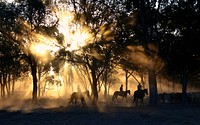 Silhouettes of riders on horseback against the radiant sun breaking through the trees. Original public domain image from Wikimedia Commons