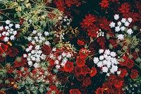 An overhead shot of a grouping of red and white flowers. Original public domain image from <a href="https://commons.wikimedia.org/wiki/File:Red_and_white_flowers_from_above_(Unsplash).jpg" target="_blank" rel="noopener noreferrer nofollow">Wikimedia Commons</a>