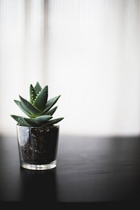 A succulent in a glass pot on a wooden surface. Original public domain image from Wikimedia Commons