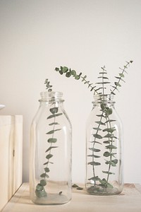 Eucalyptus in vases. Original public domain image from Wikimedia Commons