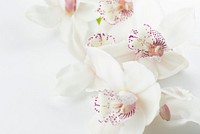 Close-up of white orchids with purple spots on a white surface. Original public domain image from <a href="https://commons.wikimedia.org/wiki/File:White_orchids_(Unsplash).jpg" target="_blank" rel="noopener noreferrer nofollow">Wikimedia Commons</a>