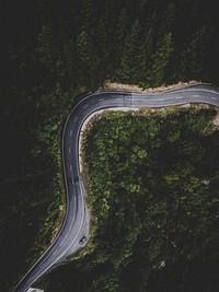 Forest highway in Riwaka, New Zealand. Original public domain image from Wikimedia Commons