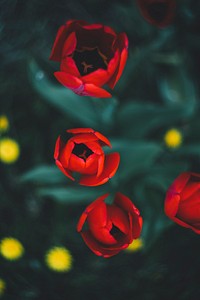 An overhead shot of red tulips opening up to take in the sun. Original public domain image from Wikimedia Commons