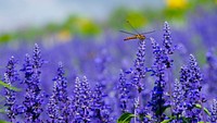 A golden dragonfly on top of lavender flowers. Original public domain image from <a href="https://commons.wikimedia.org/wiki/File:Dragonfly_on_lavender_(Unsplash).jpg" target="_blank" rel="noopener noreferrer nofollow">Wikimedia Commons</a>