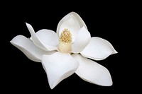 A macro shot of a snow white magnolia flower against a black background. Original public domain image from Wikimedia Commons