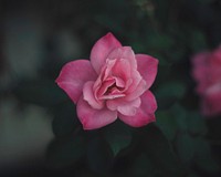 Close-up of a pink rose-like flower. Original public domain image from <a href="https://commons.wikimedia.org/wiki/File:Pink_flower_in_close-up_(Unsplash).jpg" target="_blank" rel="noopener noreferrer nofollow">Wikimedia Commons</a>