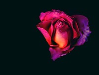 Rose. Original public domain image from Wikimedia Commons