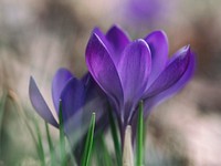 Close up of purple crocus flower pair in Spring. Original public domain image from Wikimedia Commons