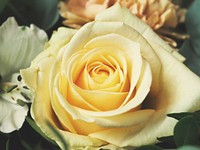 A macro shot of a yellow rose. Original public domain image from <a href="https://commons.wikimedia.org/wiki/File:Pastel_yellow_rose_(Unsplash).jpg" target="_blank" rel="noopener noreferrer nofollow">Wikimedia Commons</a>