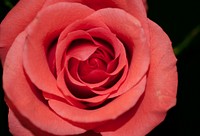 A macro shot of a red rose. Original public domain image from Wikimedia Commons