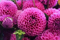 Close-up of pink dahlia flowers in full bloom. Original public domain image from Wikimedia Commons