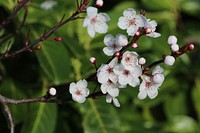 Cherry blossom flower on branches and green leaves in background in spring, Ireland. Original public domain image from Wikimedia Commons