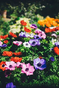 Colorful flowers and stems in botanical garden in Spring in daytime. Original public domain image from <a href="https://commons.wikimedia.org/wiki/File:Botanical-spring-daytime_(Unsplash).jpg" target="_blank" rel="noopener noreferrer nofollow">Wikimedia Commons</a>
