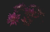 Pink dahlias, dak background. Original public domain image from Wikimedia Commons