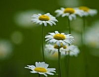 Close-up of several chamomile flowers. Original public domain image from Wikimedia Commons