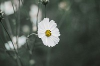 A desaturated shot of a white flower with a yellow center. Original public domain image from <a href="https://commons.wikimedia.org/wiki/File:Wistful_white_flower_(Unsplash).jpg" target="_blank" rel="noopener noreferrer nofollow">Wikimedia Commons</a>