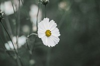 A desaturated shot of a white flower with a yellow center. Original public domain image from Wikimedia Commons