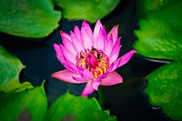 Several bees gathering pollen in a pink water lily. Original public domain image from <a href="https://commons.wikimedia.org/wiki/File:Bees_on_a_water_lily_(Unsplash).jpg" target="_blank" rel="noopener noreferrer nofollow">Wikimedia Commons</a>