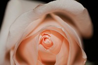 Pink rose. Original public domain image from <a href="https://commons.wikimedia.org/wiki/File:Meredith_Whitman_2015-03-01_(Unsplash_3XtR6s91s2U).jpg" target="_blank">Wikimedia Commons</a>