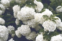 White hydrangea flowers. Original public domain image from <a href="https://commons.wikimedia.org/wiki/File:Maria_Lazurenko_2017_(Unsplash).jpg" target="_blank">Wikimedia Commons</a>