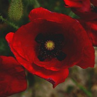 Macro of red poppy flower and green stem in bloom in Spring. Original public domain image from <a href="https://commons.wikimedia.org/wiki/File:Inside_a_red_poppy_(Unsplash).jpg" target="_blank" rel="noopener noreferrer nofollow">Wikimedia Commons</a>