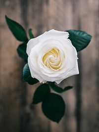 Overhead shot of a white rose on wooden table. Original public domain image from <a href="https://commons.wikimedia.org/wiki/File:Annie_Spratt_2017-05-19_(Unsplash).jpg" target="_blank">Wikimedia Commons</a>