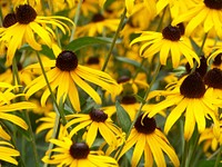 Yellow black-eyed Susan flowers in full bloom. Original public domain image from Wikimedia Commons