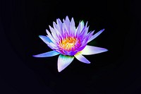A violet water lily against a black background. Original public domain image from Wikimedia Commons