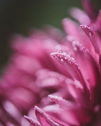 A macro shot of tiny droplets of water on pink flower petals. Original public domain image from <a href="https://commons.wikimedia.org/wiki/File:Dew_on_pink_petals_(Unsplash).jpg" target="_blank" rel="noopener noreferrer nofollow">Wikimedia Commons</a>