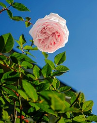 Pink carnation with green leaves and blue sky background. Original public domain image from <a href="https://commons.wikimedia.org/wiki/File:Houston,_United_States_(Unsplash_bgHJL294VVY).jpg" target="_blank">Wikimedia Commons</a>